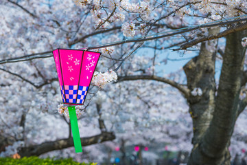 大阪の桜