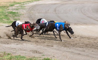 Greyhounds at racing
