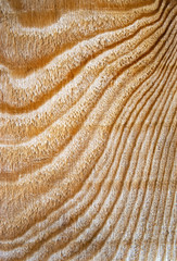 abstract detail on spruce wood