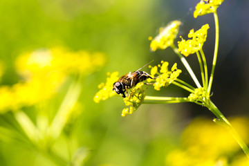 The fly on the corolla Goutweed (Aegopodium podagraria) flower