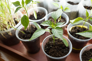 Young pepper seedlings in the cups