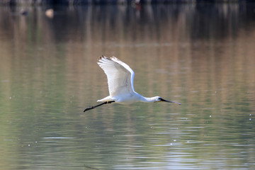 spatola in volo