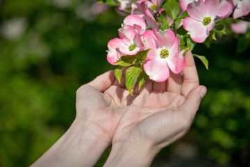 Fototapeta na wymiar Frühlingsblumen in Mädchenhänden