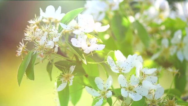 Pear tree flowers blooming in orchard closeup. Gardening concept. Blossoming pear tree. Slow motion. 4K UHD video 3840X2160