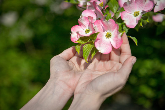 Frühlingsblumen in Mädchenhänden