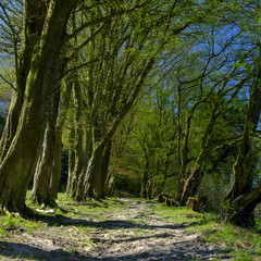 Fototapeta premium View of spring sunshine on on an avenue of beech trees which line the footpath up to the Shoulder of Mutton hill within the Ashdown Hanger Wood, part of the South Downs, Hampshire, UK
