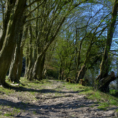 View of spring sunshine on on an avenue of beech trees which line the footpath up to the Shoulder of Mutton hill within the Ashdown Hanger Wood, part of the South Downs, Hampshire, UK