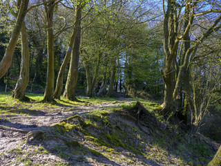 View of spring sunshine on on an avenue of beech trees which line the footpath up to the Shoulder of Mutton hill within the Ashdown Hanger Wood, part of the South Downs, Hampshire, UK