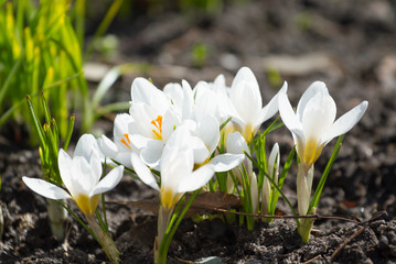 White spring crocuses