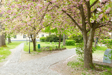 Blossoming pink sakura trees on Uzhgorod