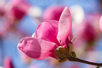 Crédence de cuisine en verre imprimé Magnolia Pink magnolia blossoms
