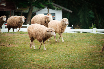 Cute funny happy sheep at outdoor garden nature field valley