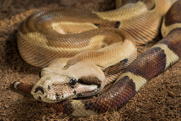 Close up of beautiful Boa constrictor imperator. Mutational form Hypo Jungle. Albino – male