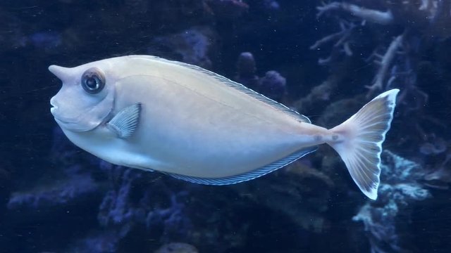 BrevirostrisBilder StockFotos & Videos. Adobe Stock