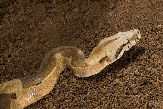 Close up of beautiful Boa constrictor imperator. Mutational form Hypo Jungle. Albino - male. Snake in motion