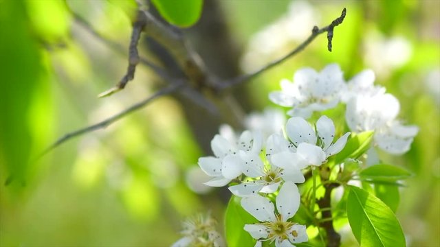 Pear tree flowers blooming in orchard closeup. Gardening concept. Blossoming pear tree. Slow motion. 4K UHD video 3840X2160