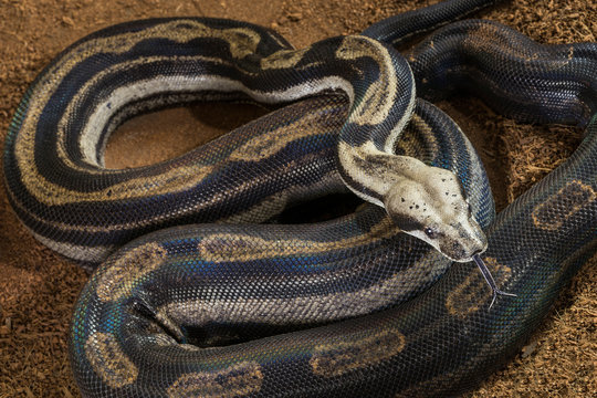 Close up of Boa constrictor imperator – mutational form Motley – Snow. Female