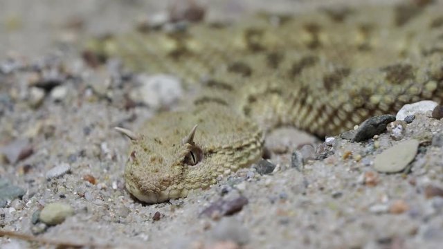 Horned desert viper, Cerastes cerastes. Dangerous snake hidden in sand. 