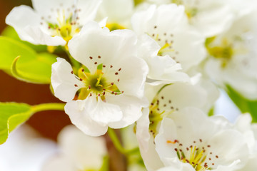 Fototapeta na wymiar Cherry blossom in spring