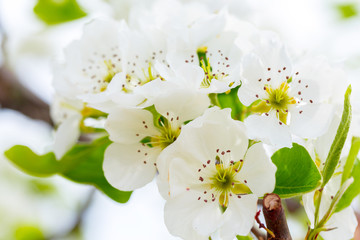 Obraz premium Cherry blossom in spring