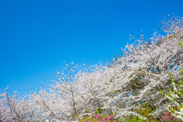 たくさんの桜