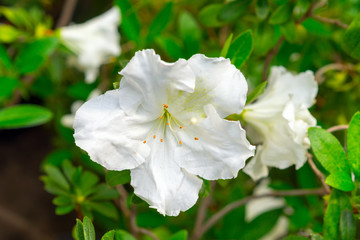 White azalea flowers on a bush in the spring garden