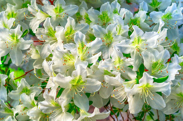 White azalea flowers on a bush in the spring garden