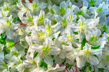 Wanddecoratie Azalea White azalea flowers on a bush in the spring garden  © Oleg1824f