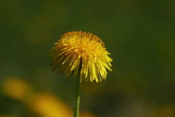 Löwenzahn im Frühling