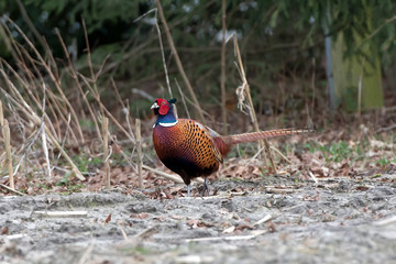 Fasan, männlich (Phasianus colchicus)