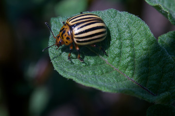 Colorado beetle on a sheet of potato bush in the garden. A dangerous pest for agriculture. Macro. 