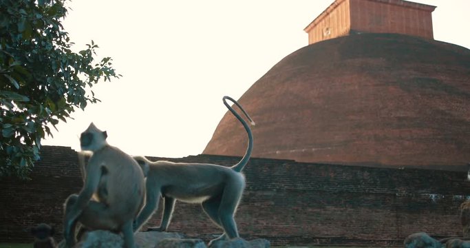 Holy City of Anuradhapura, SRI LANKA,  January 2018