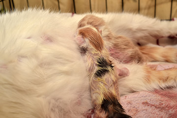 female  cat give birth