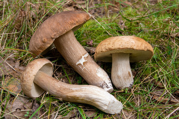 Group of porcini mushrooms (Boletus edulis, cep, penny bun, porcino or king bolete) on natural...