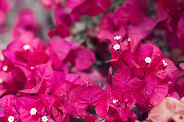 Blooming Bougainvillea flowers of dark red color. Background with blooming bush. Floral concept