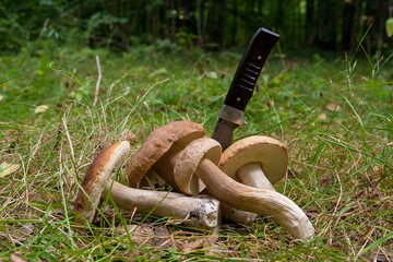Group of porcini mushrooms (Boletus edulis, cep, penny bun, porcino or king bolete) with knife on natural background..