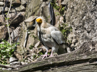 The Egyptian vulture, Neophron percnopterus, is a smaller crayfish bird