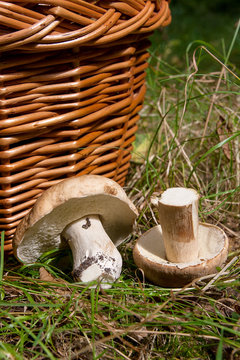 Several Porcini mushrooms (Boletus edulis, cep, penny bun, porcino or king bolete) and wicker basket on natural background..