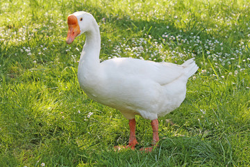 White goose on green meadow. 
