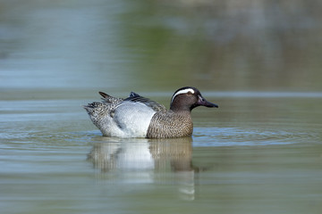 Fototapeta premium Anatra marzaiola maschio in abito nuziale