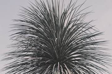 Top of an exotic palm tree. Palm tree leaves. Tropical plant and faded sky