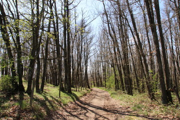 SENTIER FORESTIER