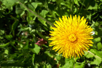 Closeup of a bright yellow blooming Sow Thistle (Sonchus oleraceus) on green grass background.