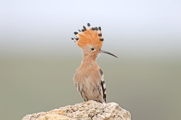 One hoopoe isolated on blurred background is sitting on a stone and posing photographer. Her crest is open