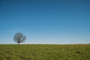 Fototapeta na wymiar Lonely oak tree on field, early spring, horizon