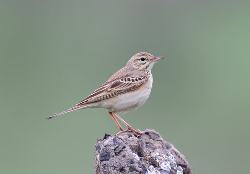 Close up and detailed photo of a tawny pipit (Anthus campestris) sits on a rock on green blurred background