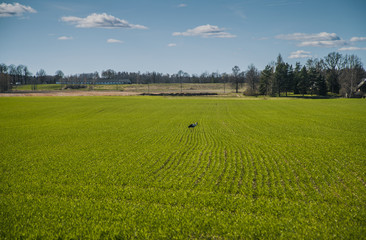 Stork on green field, early spring