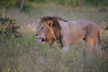 Mighty Lion watching the lionesses who are ready for the hunt in Masai Mara, Kenya (Panthera leo)	