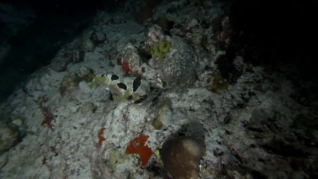 Black-blotched Porcupinefish - Diodon liturosus, night diving
