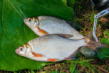 Two freshwater fish white bream or silver fish with fishing rod with reel on natural background..